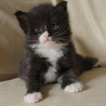 Wildfee's Norwegische Waldkatzen  