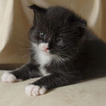 Wildfee's Norwegische Waldkatzen  