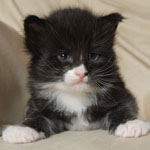 Wildfee's Norwegische Waldkatzen  