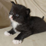 Wildfee's Norwegische Waldkatzen  