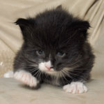 Wildfee's Norwegische Waldkatzen  