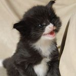 Wildfee's Norwegische Waldkatzen  