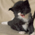 Wildfee's Norwegische Waldkatzen  