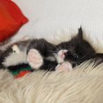 Wildfee's Norwegische Waldkatzen  