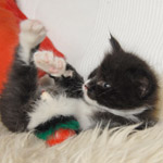 Wildfee's Norwegische Waldkatzen  