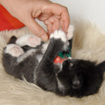 Wildfee's Norwegische Waldkatzen  