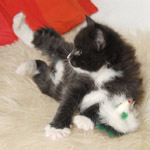 Wildfee's Norwegische Waldkatzen  