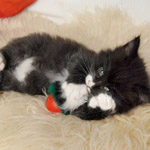 Wildfee's Norwegische Waldkatzen  