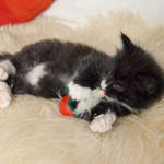 Wildfee's Norwegische Waldkatzen  