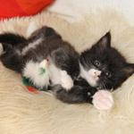 Wildfee's Norwegische Waldkatzen  