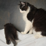 Wildfee's Norwegische Waldkatzen  