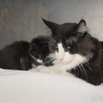 Wildfee's Norwegische Waldkatzen  