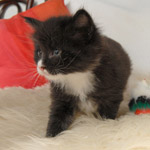 Wildfee's Norwegische Waldkatzen  