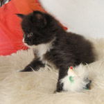 Wildfee's Norwegische Waldkatzen  