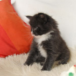 Wildfee's Norwegische Waldkatzen  