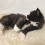 Wildfee's Norwegische Waldkatzen  