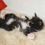 Wildfee's Norwegische Waldkatzen  