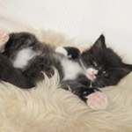 Wildfee's Norwegische Waldkatzen  