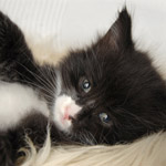 Wildfee's Norwegische Waldkatzen  