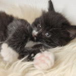 Wildfee's Norwegische Waldkatzen  