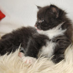 Wildfee's Norwegische Waldkatzen  