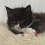 Wildfee's Norwegische Waldkatzen  