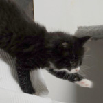 Wildfee's Norwegische Waldkatzen  