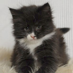 Wildfee's Norwegische Waldkatzen  