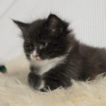 Wildfee's Norwegische Waldkatzen  