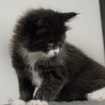 Wildfee's Norwegische Waldkatzen  