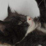 Wildfee's Norwegische Waldkatzen  