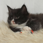 Wildfee's Norwegische Waldkatzen  