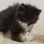 Wildfee's Norwegische Waldkatzen  