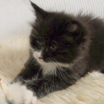 Wildfee's Norwegische Waldkatzen  