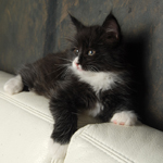 Wildfee's Norwegische Waldkatzen  