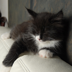 Wildfee's Norwegische Waldkatzen  