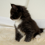 Wildfee's Norwegische Waldkatzen  