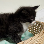 Wildfee's Norwegische Waldkatzen  