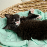 Wildfee's Norwegische Waldkatzen  