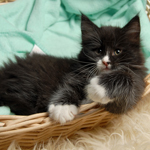 Wildfee's Norwegische Waldkatzen  