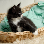 Wildfee's Norwegische Waldkatzen  