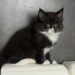 Wildfee's Norwegische Waldkatzen  