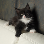 Wildfee's Norwegische Waldkatzen  