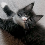 Wildfee's Norwegische Waldkatzen - Babys und Jungtiere 