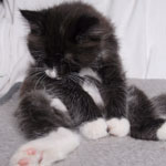 Wildfee's Norwegische Waldkatzen - Babys und Jungtiere 