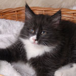 Wildfee's Norwegische Waldkatzen - Babys und Jungtiere 