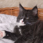 Wildfee's Norwegische Waldkatzen - Babys und Jungtiere 