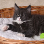 Wildfee's Norwegische Waldkatzen - Babys und Jungtiere 