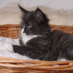 Wildfee's Norwegische Waldkatzen - Babys und Jungtiere 