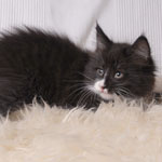 Wildfee's Norwegische Waldkatzen - Babys und Jungtiere 